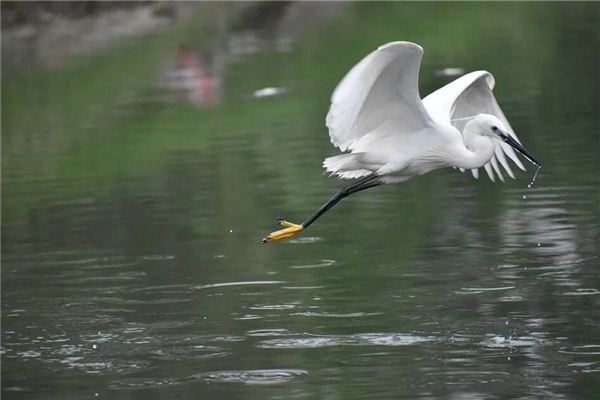 夢見鶴 仙鶴